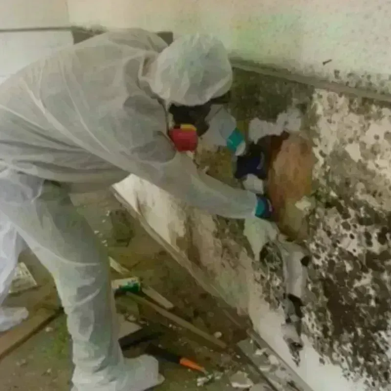 Mold Remediation and Removal in Vincennes, IN